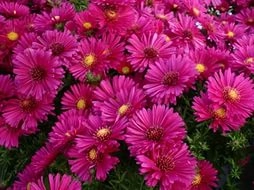 Астра кустовая 'Дженни' (розовая) Астра кустовая 'Дженни' (розовая)