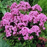 Флокс метельчатый 'Беби Фейс'