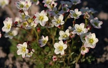 Камнеломка Арендса 'Хайландер Уайт'