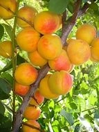 Абрикос 'Успех'