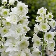 Дельфиниум (живокость) 'Монинг Санрайз'