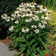 Эхинацея пурпурная 'Белый лебедь'