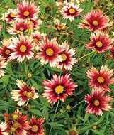 Кореопсис ланцетовидный 'Редшифт'