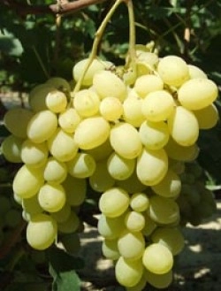 Виноград 'Лора' Виноград 'Лора'