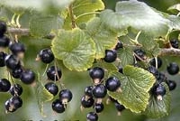 Смородина черная 'Детскосельская'