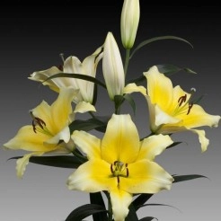 Лилия 'Седона' (желтая)