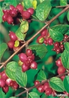 Снежноягодник Хенаульта