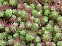 Очиток круглый (суккулент)