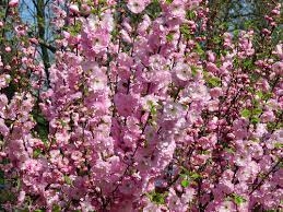 Миндаль трехлопастный (Луизеания)