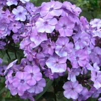 Флокс метельчатый 'Блу Парадайз'