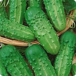 Огурец 'Валдай'