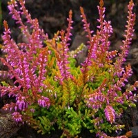 Вереск обыкновенный 'Дэвид Хагнес' (розовый)