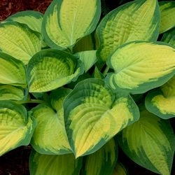 Хоста гибридная (вздутая, волнистая) 'Брайт Лайтс'
