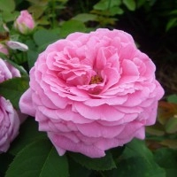 Роза 'Эмоушен' (парковая) (розовая)