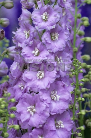 Дельфиниум 'Гиллиан Даллас'