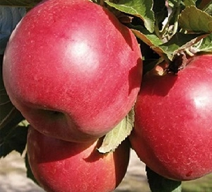 Яблоня 'Красное ранее'