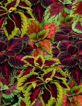 Колеус Блюма 'Конг' (смесь)