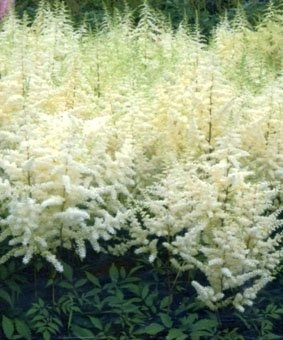 Астильба японская 'Элли'