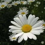 Нивяник наибольший 'Полярис'