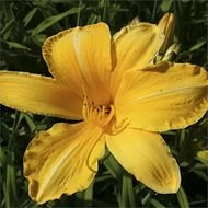 Лилейник гибридный 'Павловск'