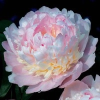 Пион молочноцветковый 'Эден с Парфюм' (розовый с желтым)