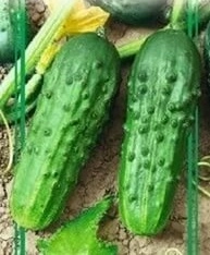 Огурец 'Артек'