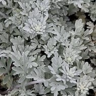 Полынь стеллера 'Морис Форм'