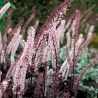 Клопогон ветвистый 'Пинк Спайк'