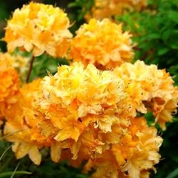Рододендрон желтый (азалия) 'Голден Лайтс' (желтый)