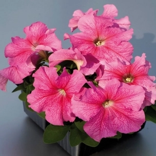 Петуния (сурфиния) гибридная 'Лимбо Джи Пи Роуз Вейнед' (розовая)