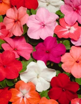 Бальзамин Уоллера 'Сингл Супер Элфин XP' микс