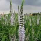 Вероника длиннолистная 'Антарктика'