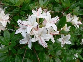 Рододендрон древовидный (азалия) (белый) Рододендрон древовидный (азалия) (белый)