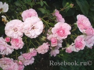Роза 'Боника 82' (шраб, флорибунда, парковая) (розовая) : продажа, описание, фото - питомник роз Южный