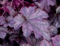 Гейхера гибридная 'Блэкберри Джем'