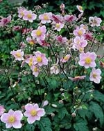 Анемона войлочная (Ветриница) 'Робустиссима'