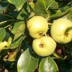 Груша 'Тихоновка'