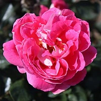 Роза 'Романтик Раффлс' (флорибунда) (розовая)