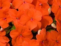 Бальзамин Уоллера 'Эдвантейдж Оранж'
