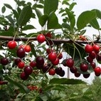 Вишня обыкновенная 'Морозовка'