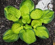 Хоста гибридная (вздутая, волнистая) 'Рейнфорест Санрайз'