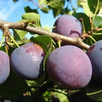 Слива 'Стартовая'