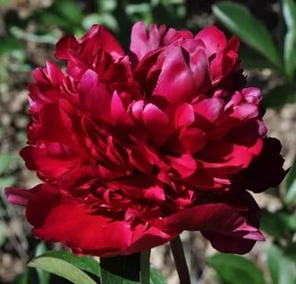 Пион молочноцветковый 'Биг Ред Бумер Сунер'