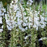 Вероника горечавковидная