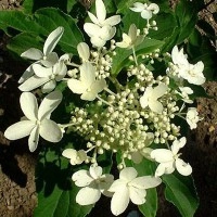 Гортензия метельчатая 'Прекокс'