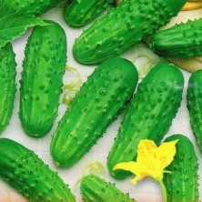 Огурец 'Любимчик'