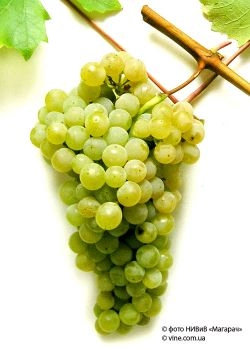 Виноград 'Цитронный Магарача' Виноград 'Цитронный Магарача'