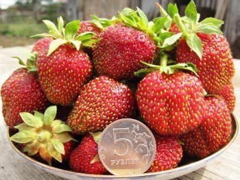 Земляника (клубника) 'Марышка' Земляника (клубника) 'Марышка'