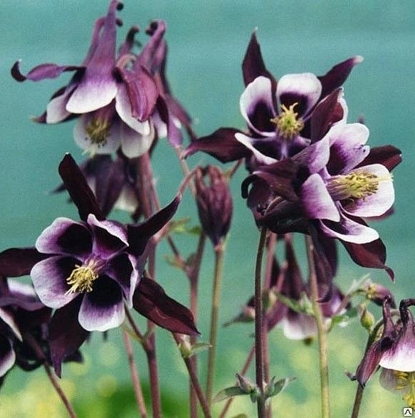 Аквилегия гибридная (водосбор) 'Вильям Гуинесс'