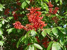 Каштан конский (мясо-красный) 'Павия'